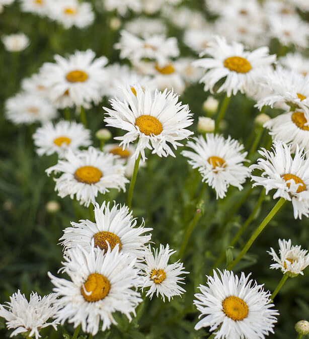 Bioattivi naturali