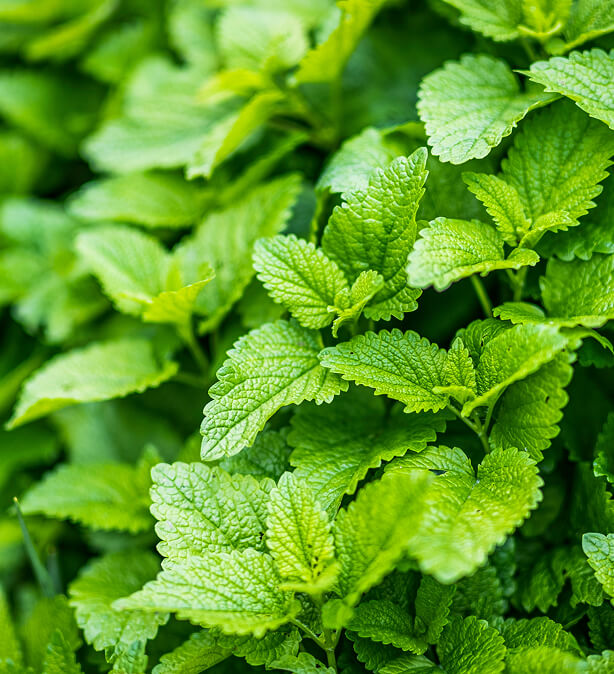 Erba aromatica
